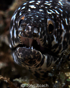 Spotted moray. It looks like he is growling but he is act... by John Roach 